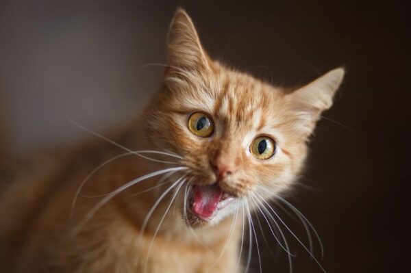 rudy kot z zabawną miną