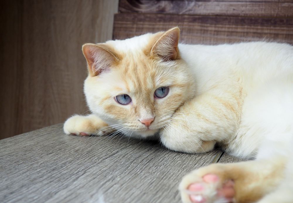 kot z niebieskimi oczami