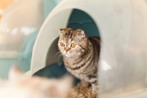 Kuweta - jak zapobiegać problemom zanim się pojawią?