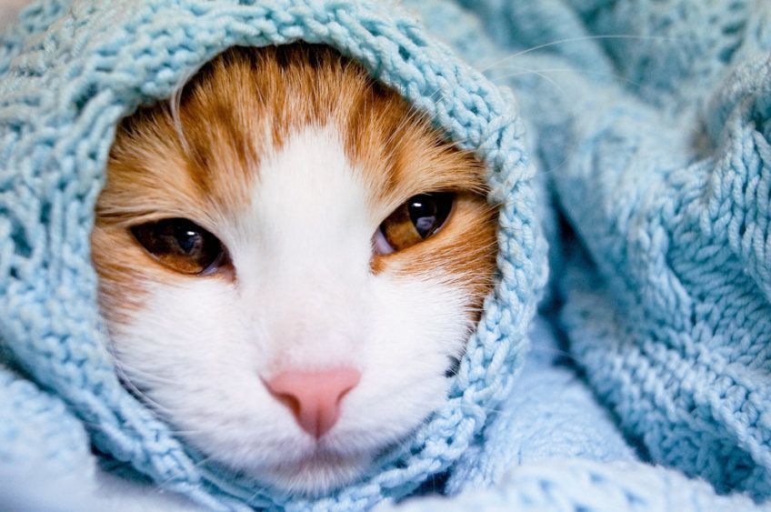 kot w niebieskim swetrze
