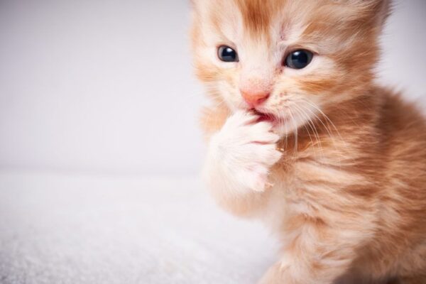 mały rudy kociak ze zdziwioną miną