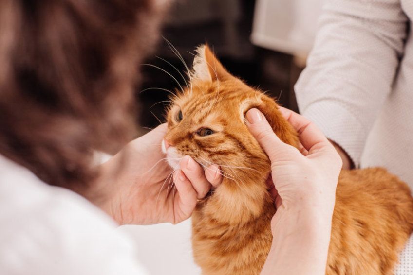 zespół Toma i Jerry'ego