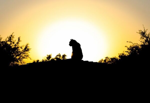 Czarna sylwetka kota na tle zachodzącego słońca