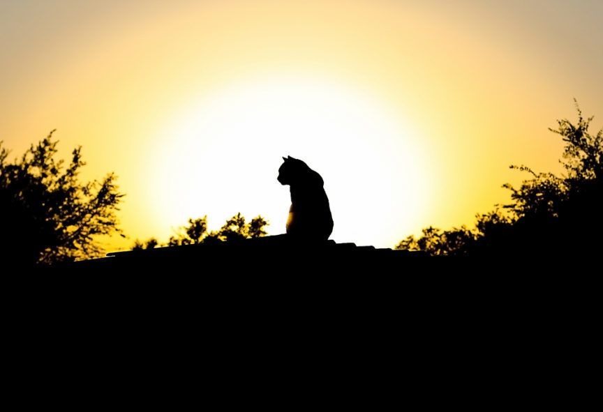 Czarna sylwetka kota na tle zachodzącego słońca
