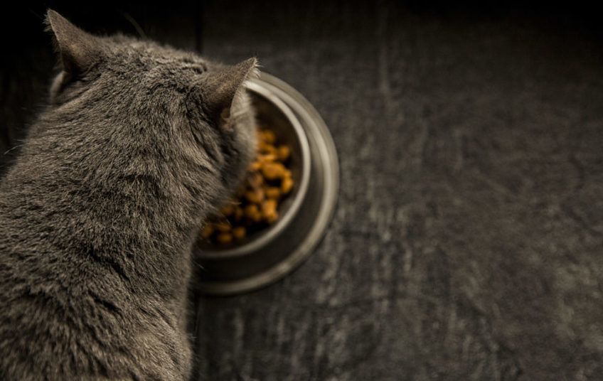 widok z góry na kota, który je z metalowej miski