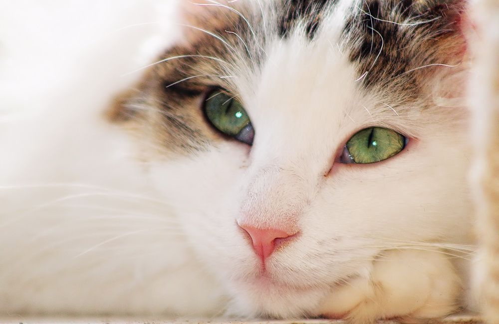 portret kota w zbliżeniu