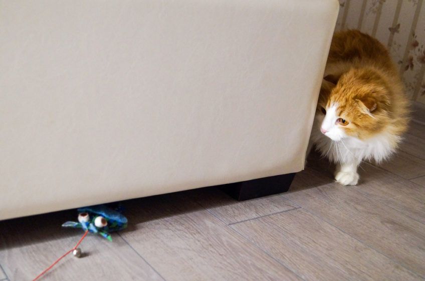 kot poluje na zabawkę