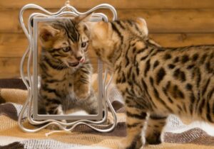 Małe kotki bengalskie bawią się