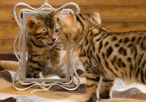 Małe kotki bengalskie bawią się