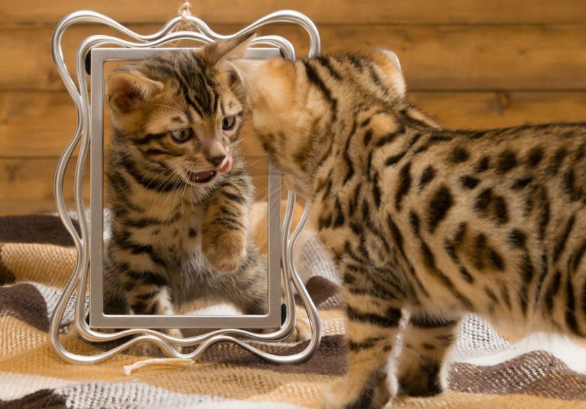 Małe kotki bengalskie bawią się