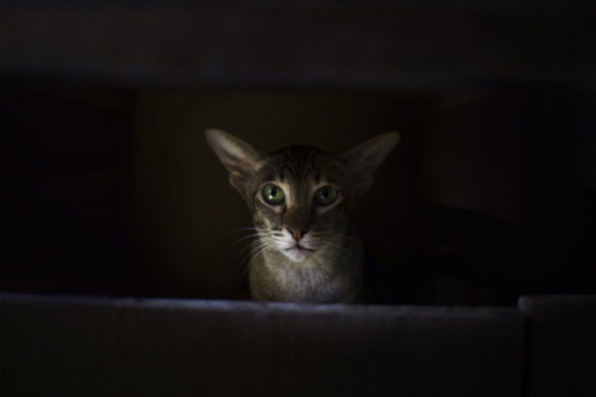 co koty robią w nocy