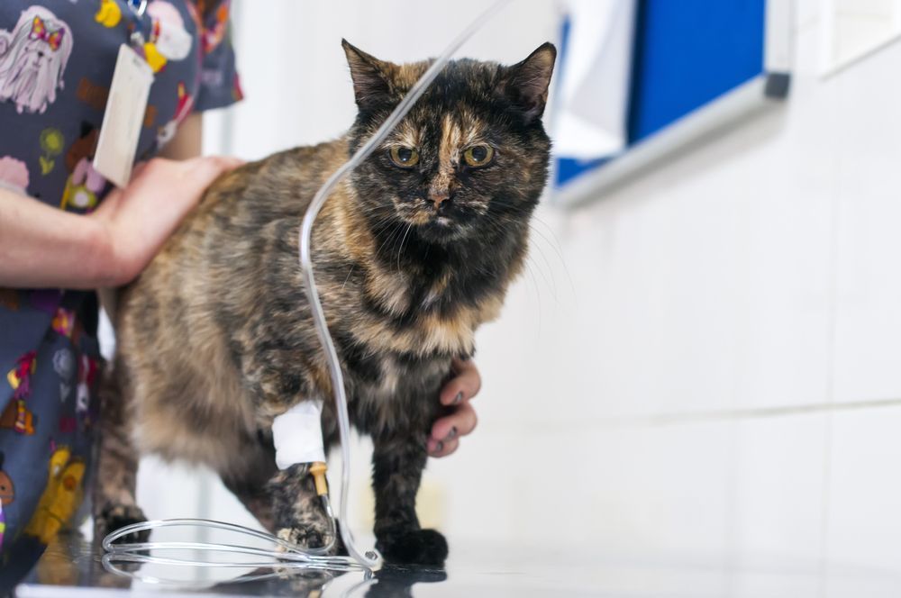 chory kot pod kroplówką