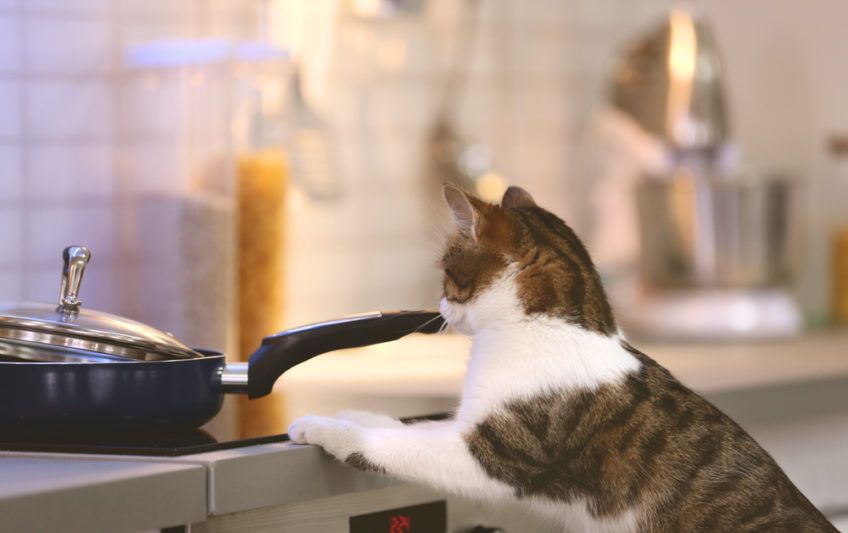 kot w kuchni
