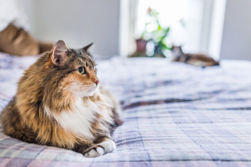 kot leży na łóżku