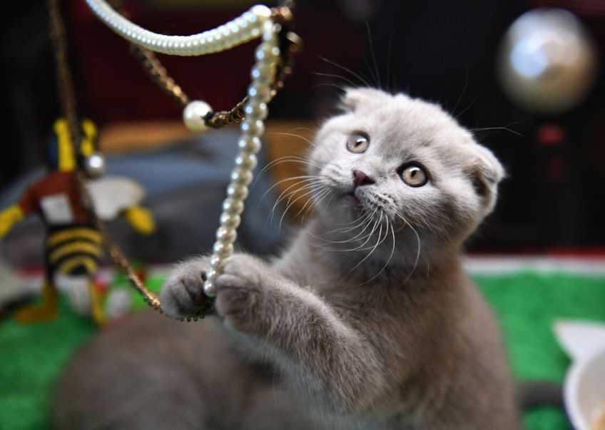 kot bawi się koralami