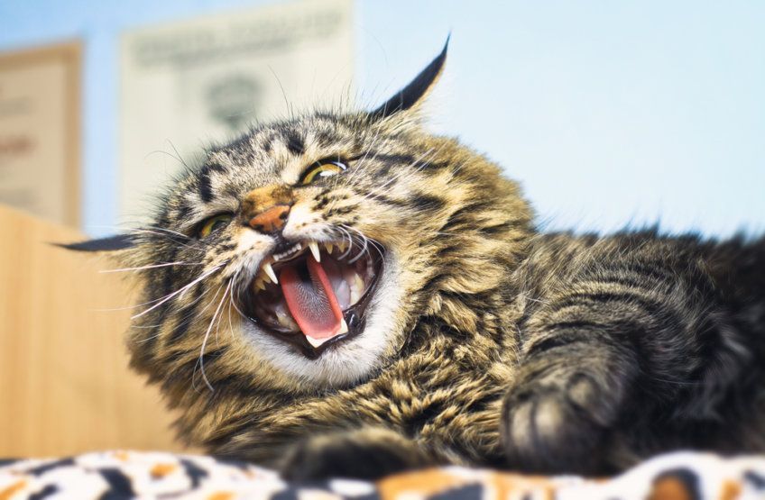 wściekły kot