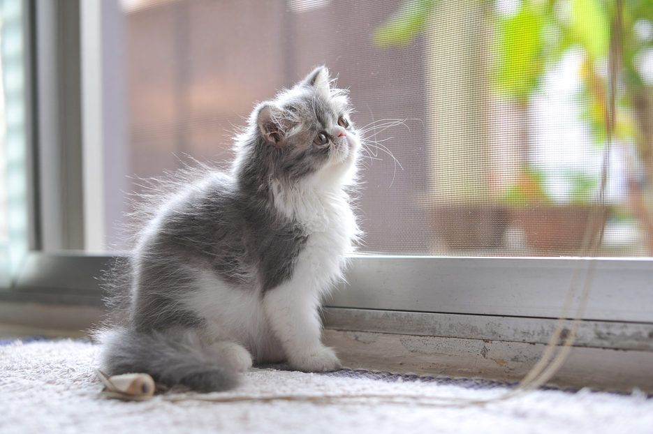 kot egzotyczny kocię przy oknie