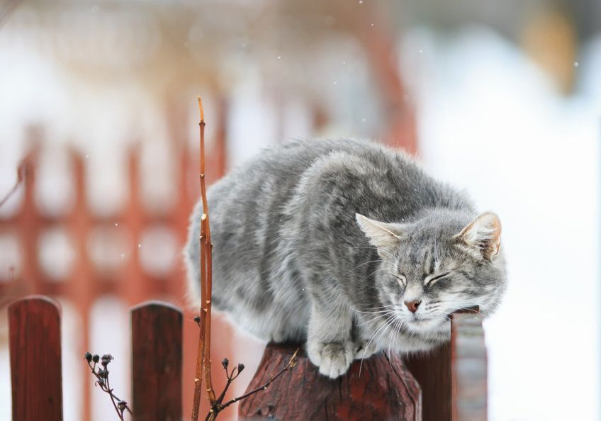 kot ociera się o płot