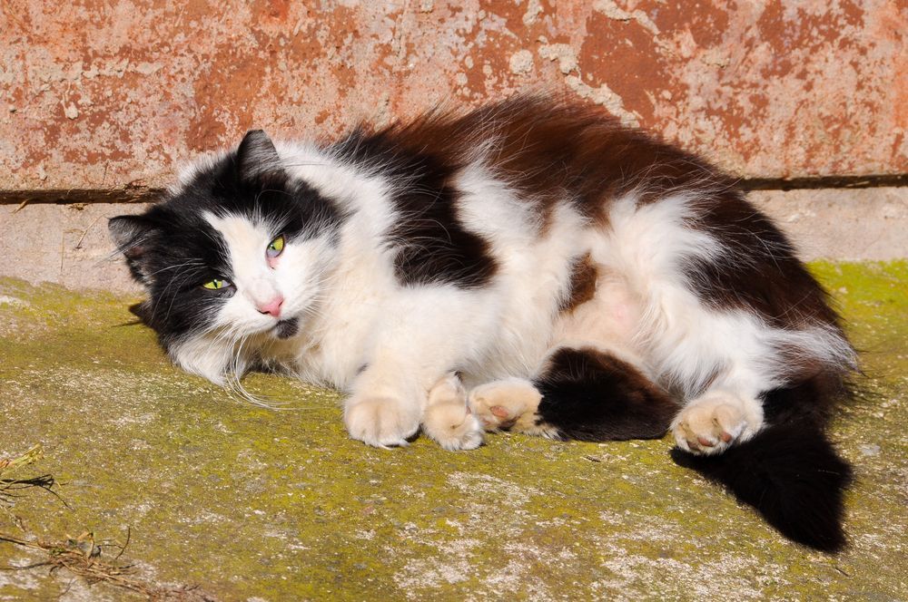 biało-czarny kot zrudziały od słońca