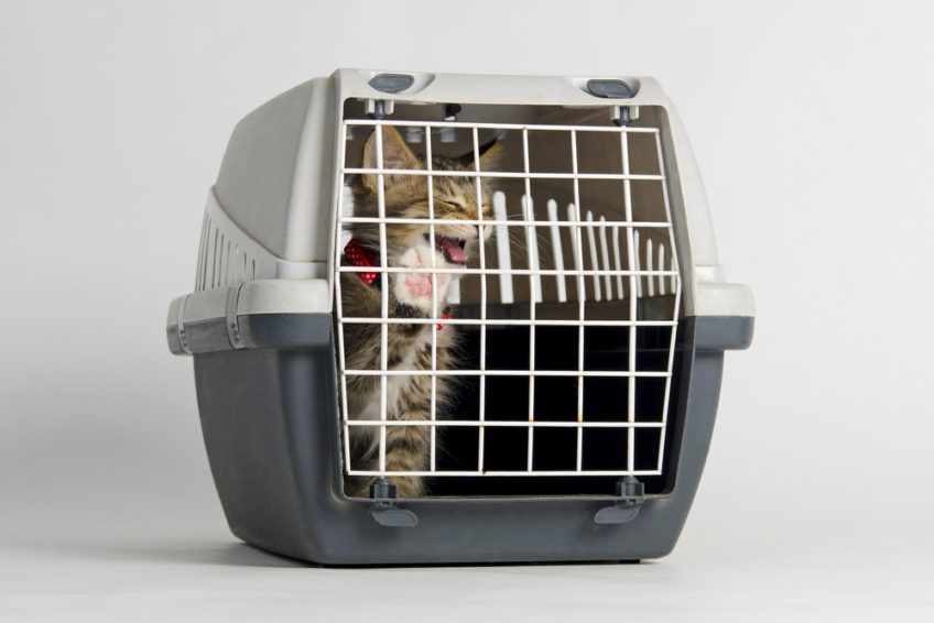 kot w transporterze