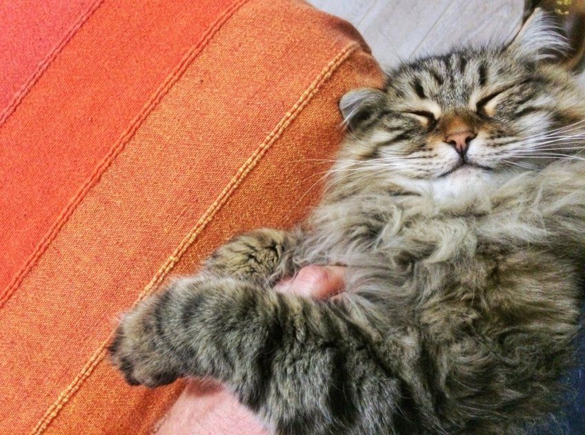 kot robi to, co chce