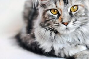 maine coon