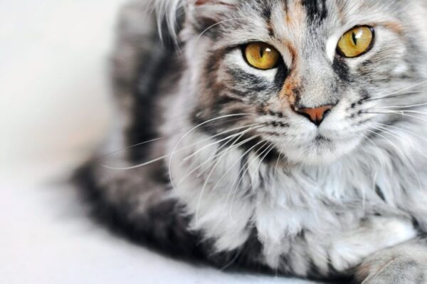 maine coon