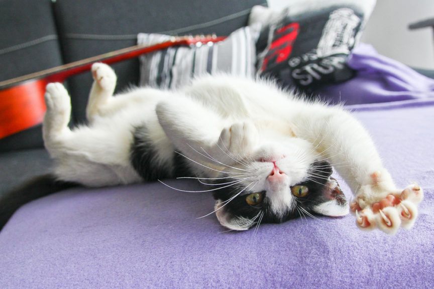 wesoły bawiący się kot