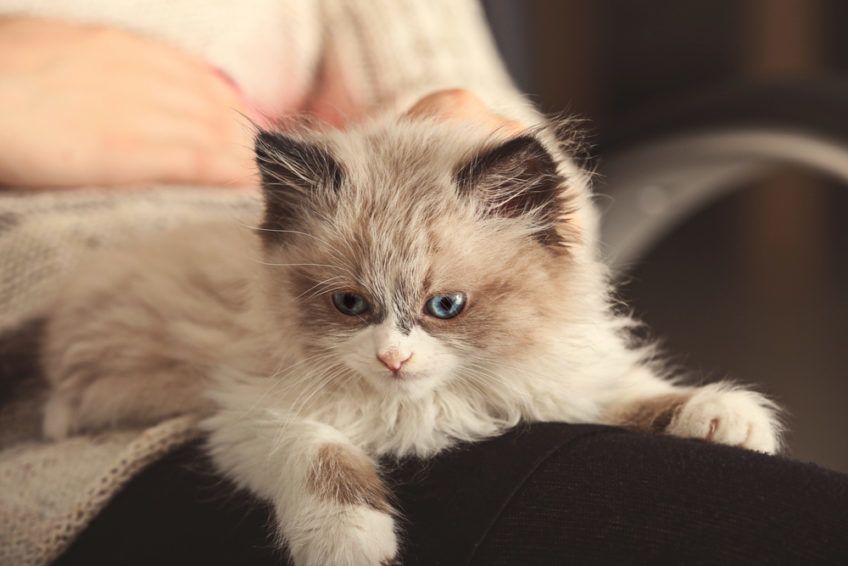 Mały kotek leży u pani na kolanach