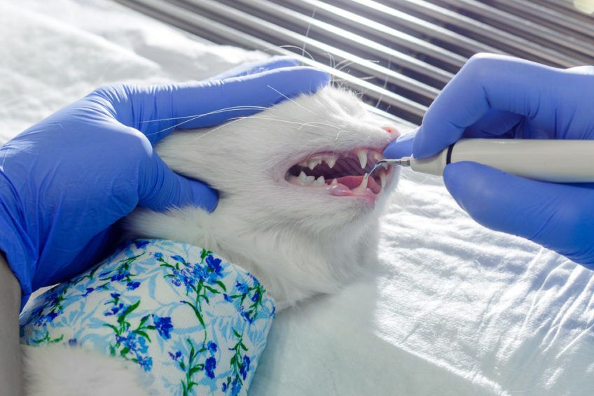 weterynarz usuwa kotu kamień nazębny