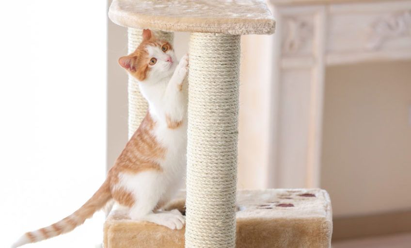 Biało rudy kot drapie drapak