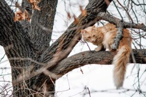 kot siedzi na drzewie