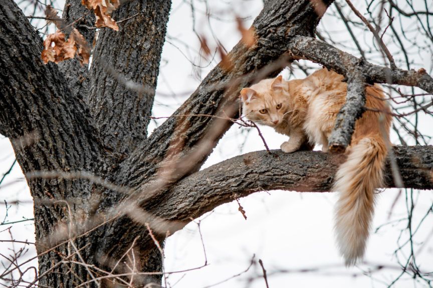 kot siedzi na drzewie