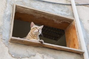 bezdomny kot wygląda przez okno