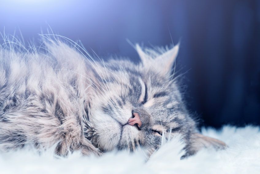 szary kot śpi