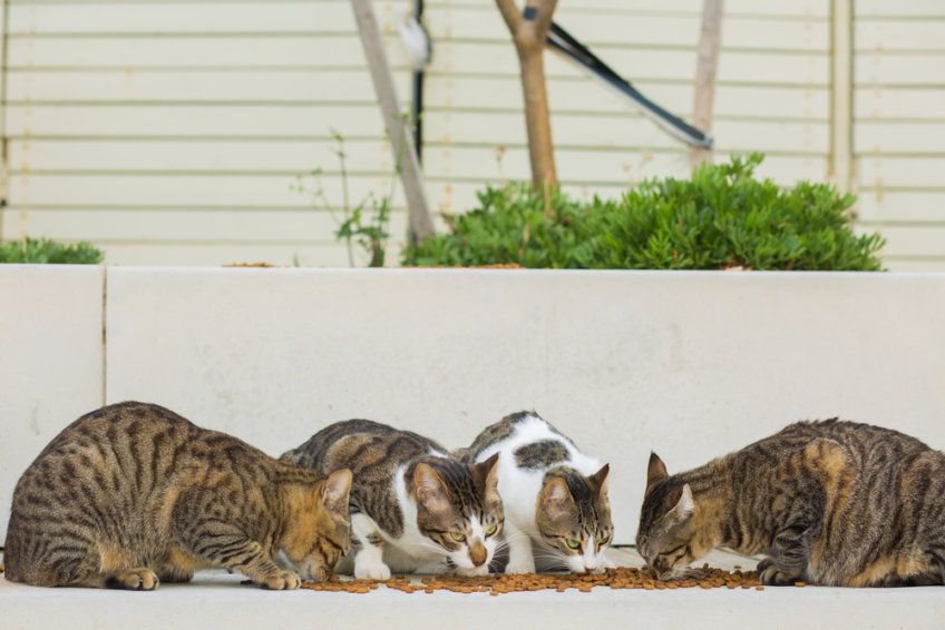 gdyby kot był wielkanocnym zajączkiem