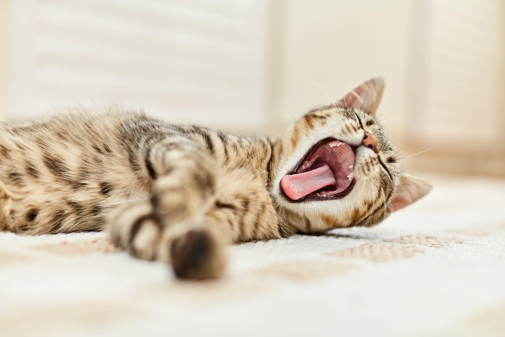 Jak zorganizować kotu czas