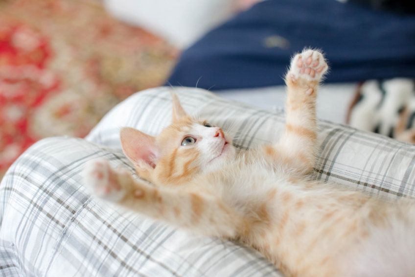 zabawa z małym kotkiem