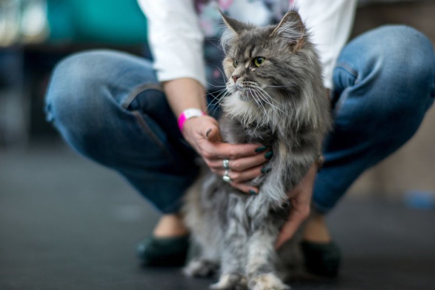 Kot siedzi i patrzy w bok