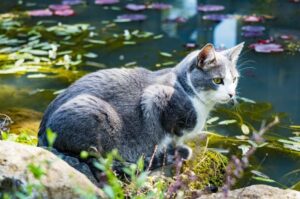 kot przy stawie