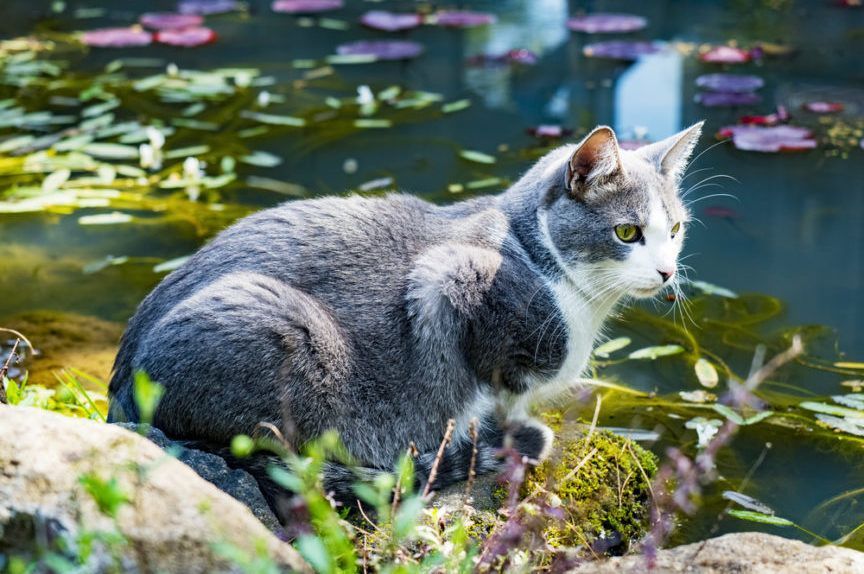 kot przy stawie