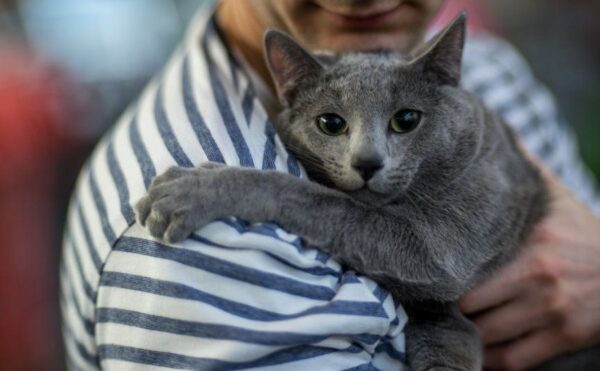 rzeczy niebezpieczne dla kota