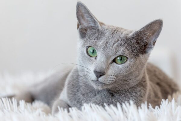 kot rosyjski niebieski