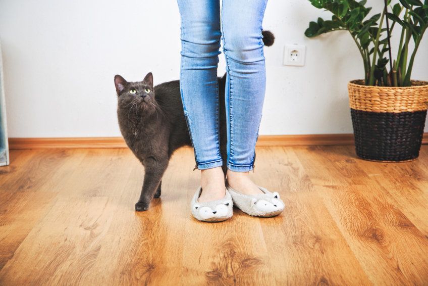 kot ociera się o nogi