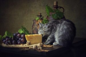 kot kradnie jedzenie