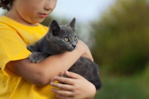 Kot trzymany na rękach