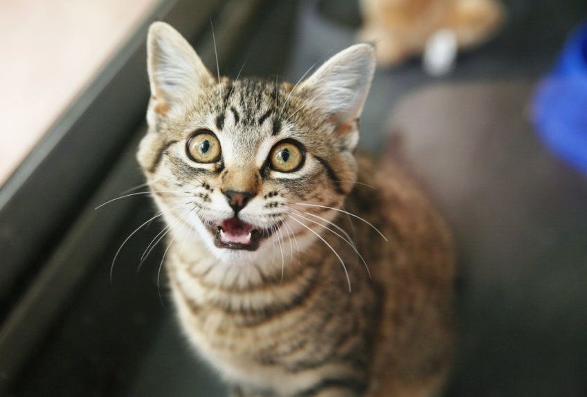 Kot patrzy w górę i miauczy