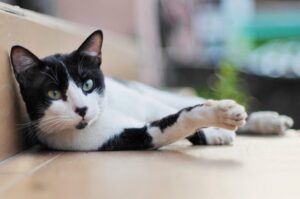 Czarno biały kot leży na na jasnych kafelkach