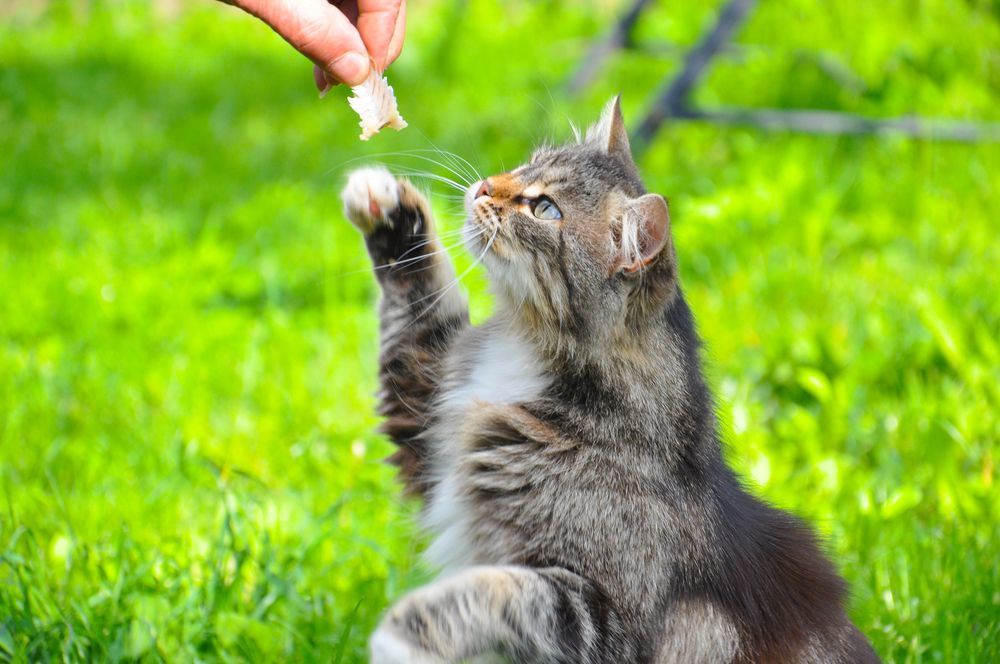 kot dostaje przysmak