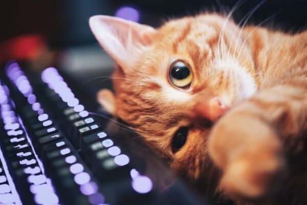 Rudy kot leży na klawiaturze